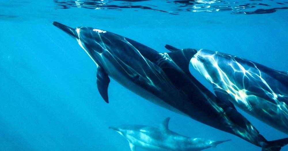 Unsplash/TJ Fitzsimmons